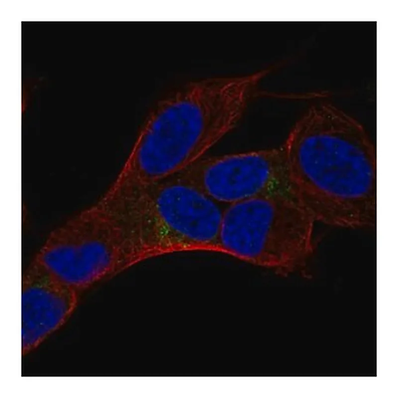 Merck Anti-HMP19 antibody produced in rabbit