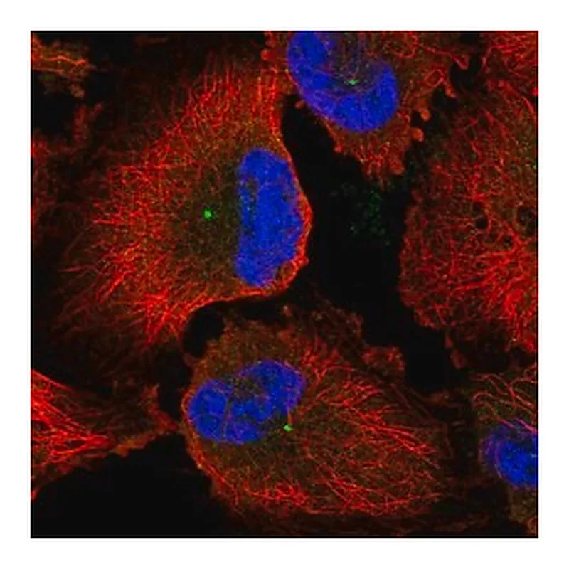 Merck Anti-CEP170 antibody produced in rabbit