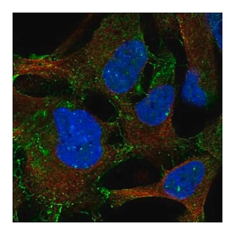 Merck Anti-LPAR4 antibody produced in rabbit