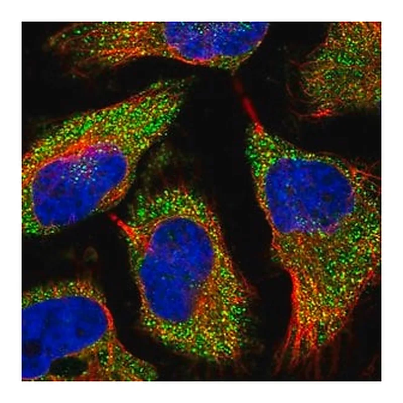 Merck Anti-TREX1 antibody produced in rabbit