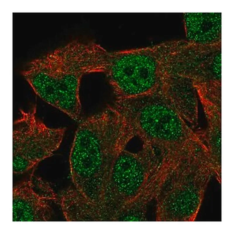 Merck Anti-RGL2 antibody produced in rabbit