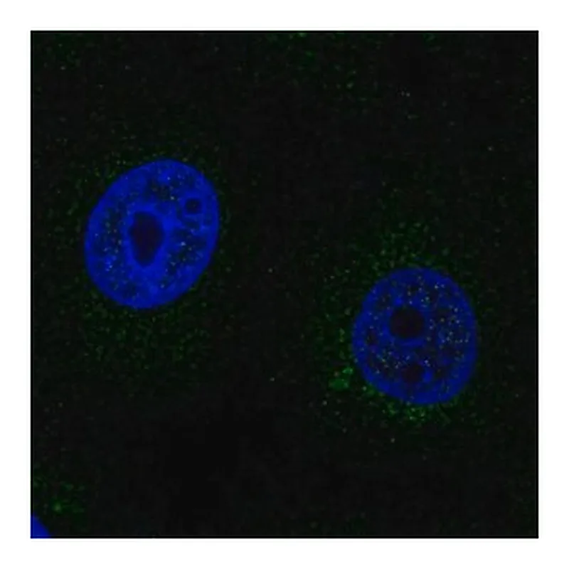 Merck Anti-SCO2 antibody produced in rabbit