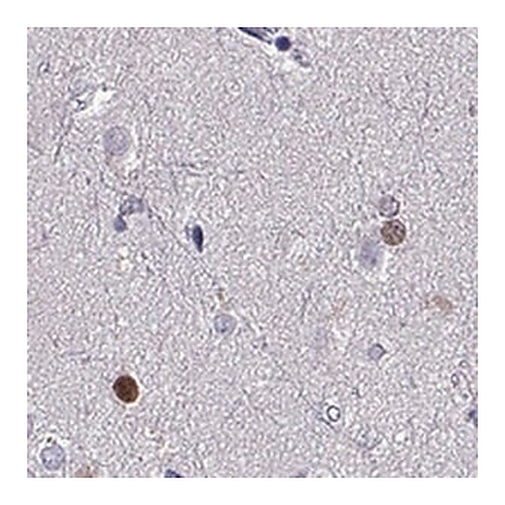 Merck Anti-SOX21 antibody produced in rabbit