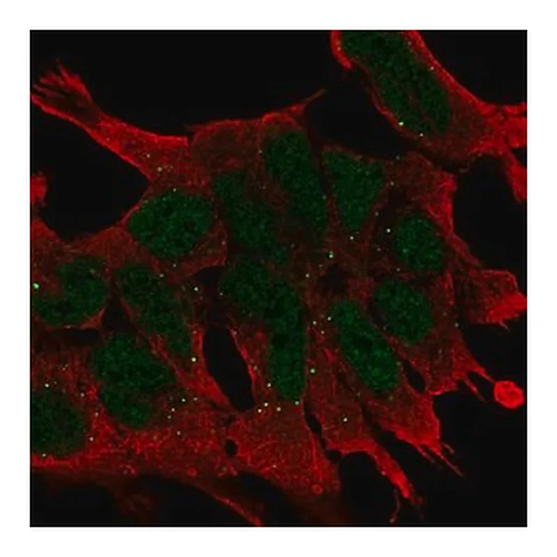 Merck Anti-WNT2B antibody produced in rabbit