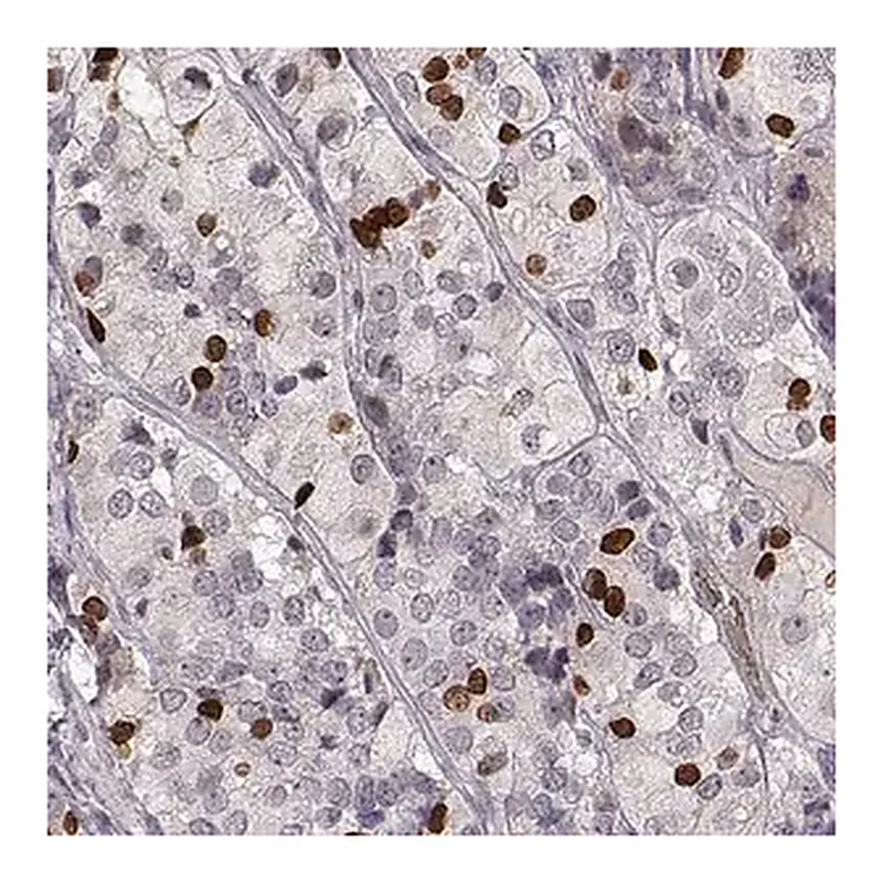 Merck Anti-PROP1 antibody produced in rabbit