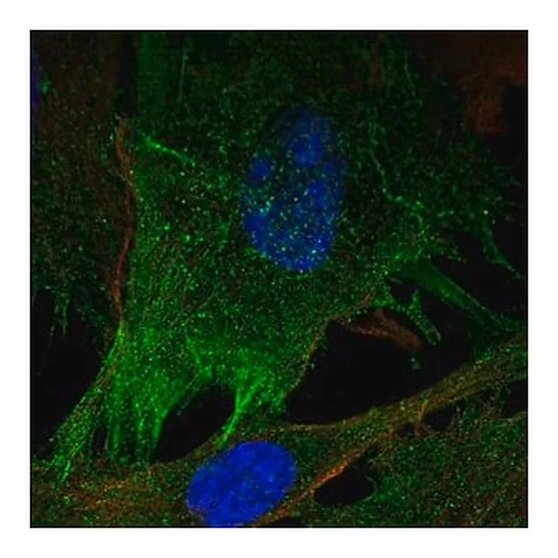 Merck Anti-MYLK antibody produced in rabbit