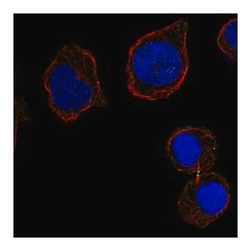 Merck Anti-CD226 antibody produced in rabbit