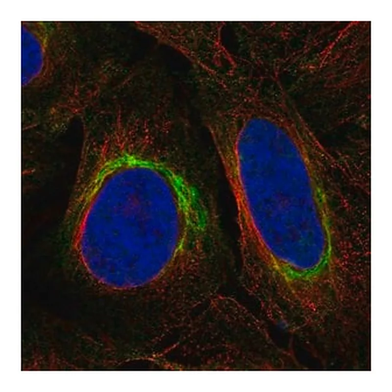 Merck Anti-DISC1 antibody produced in rabbit