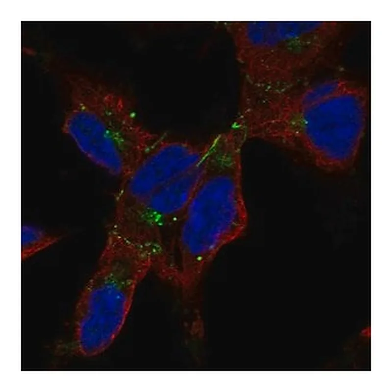 Merck Anti-GJA1 antibody produced in rabbit