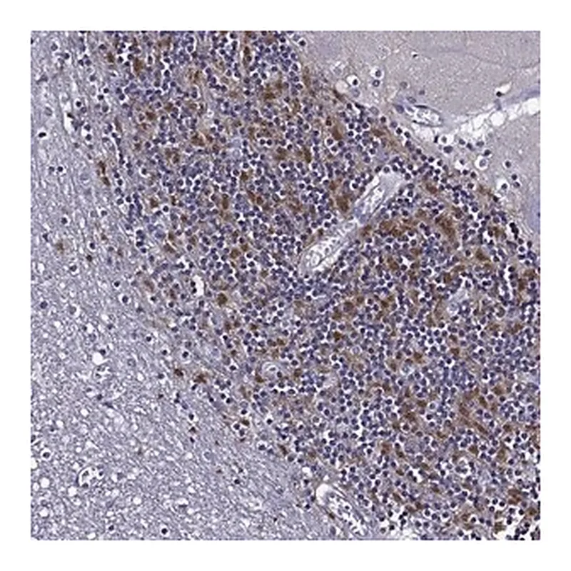 Merck Anti-TMEM266 antibody produced in rabbit
