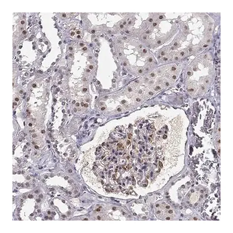 Merck Anti-RPP38 antibody produced in rabbit