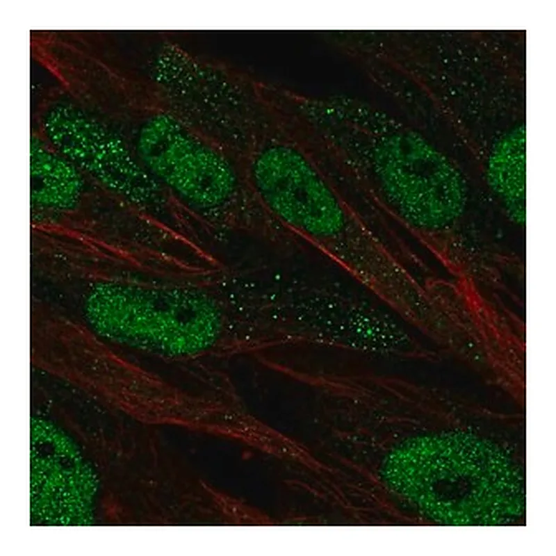 Merck Anti-POU2F2 antibody produced in rabbit