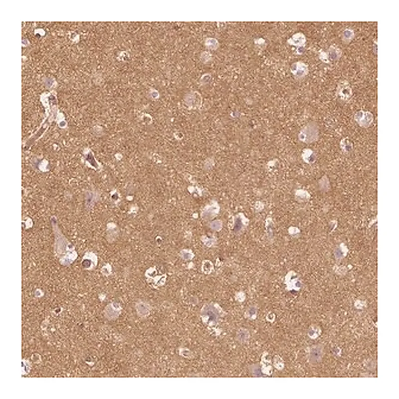 Merck Anti-WDR7 antibody produced in rabbit