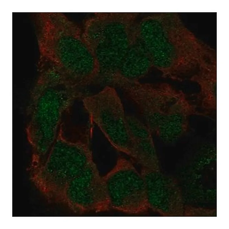 Merck Anti-ZFP82 antibody produced in rabbit