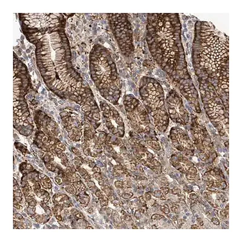 Merck Anti-EGFL7 antibody produced in rabbit