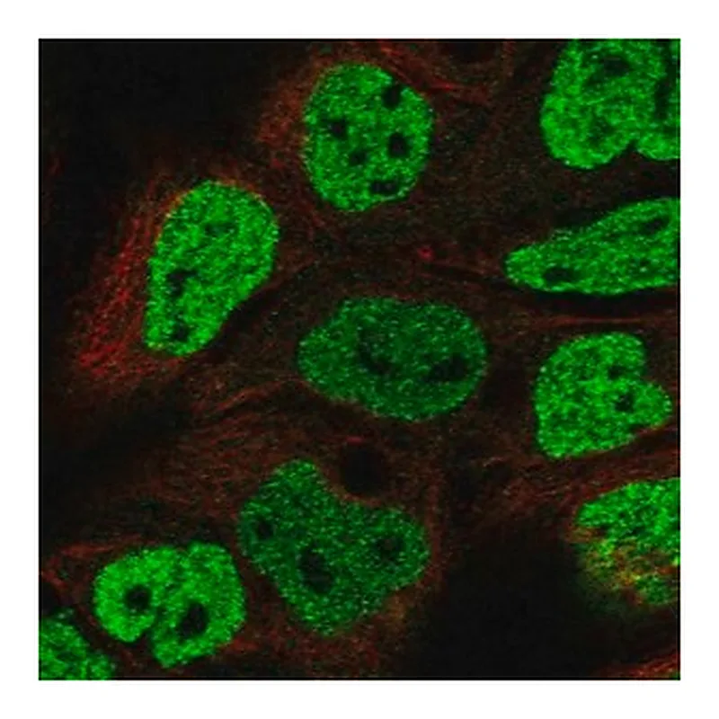 Merck Anti-OFCC1 antibody produced in rabbit