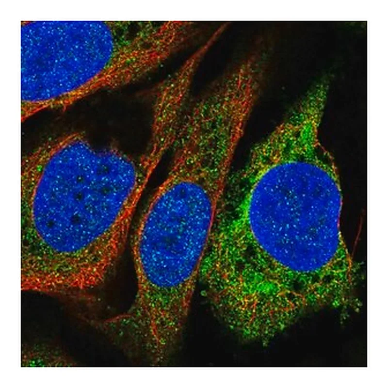 Merck Anti-PTGIS antibody produced in rabbit