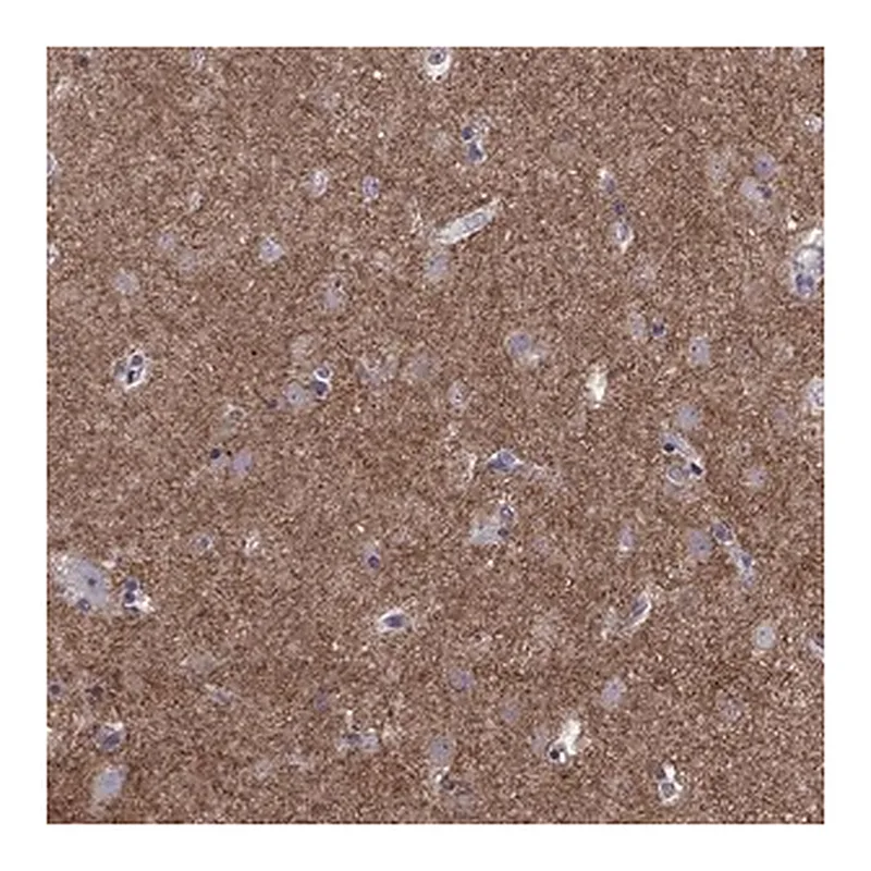 Merck Anti-GNAL antibody produced in rabbit