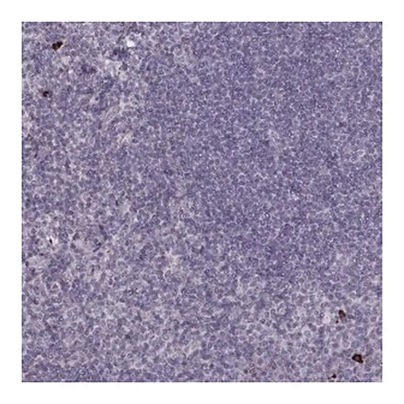 Merck Anti-S100Z antibody produced in rabbit