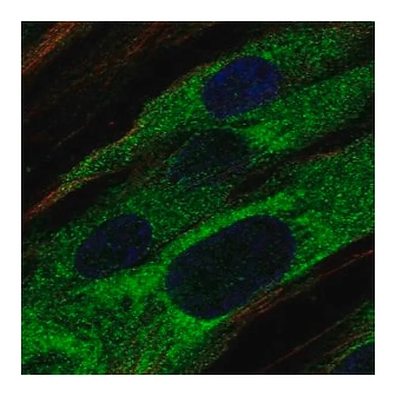 Merck Anti-ABCA9 antibody produced in rabbit