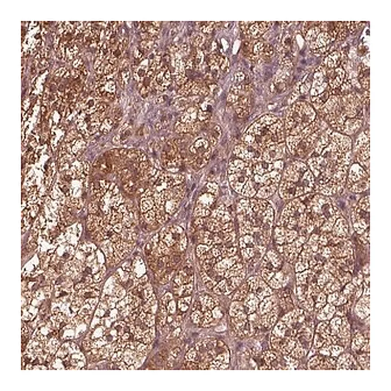 Merck Anti-ASCC2 antibody produced in rabbit