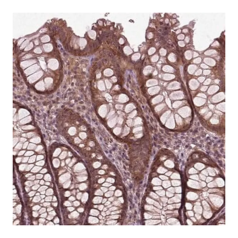 Merck Anti-PLCD3 antibody produced in rabbit