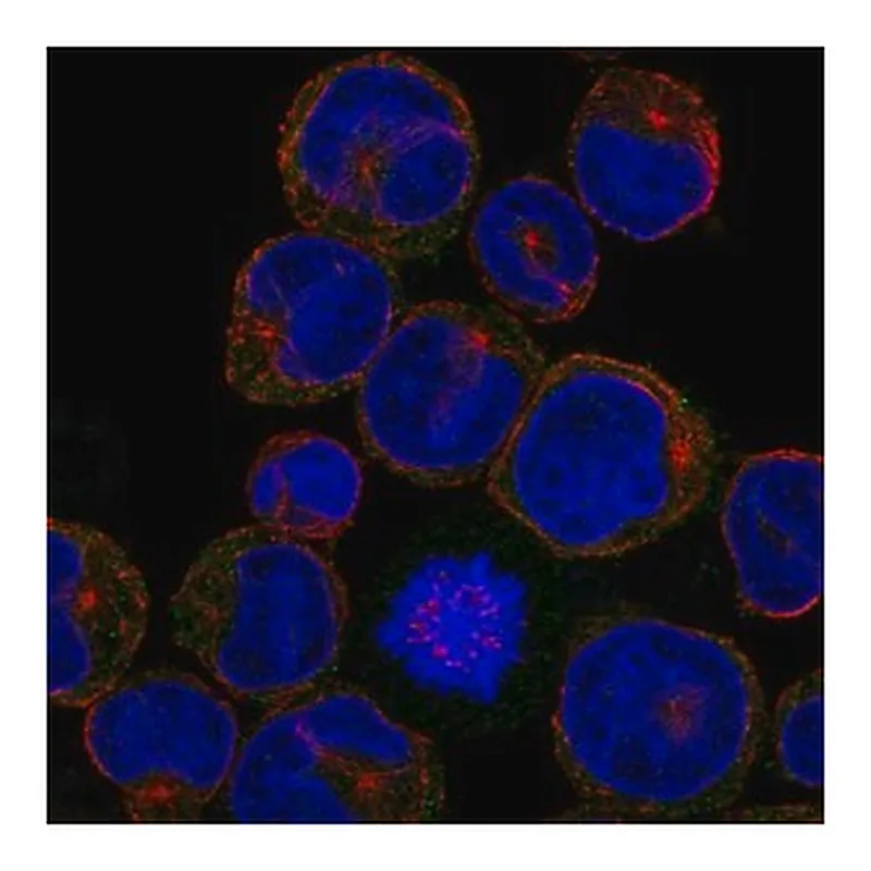 Merck Anti-CLEC5A antibody produced in rabbit
