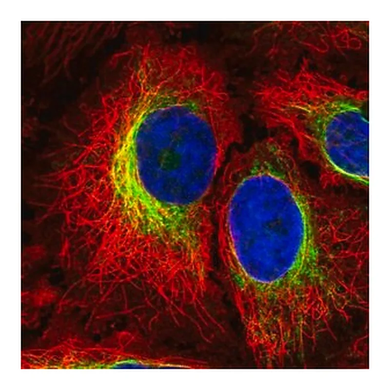 Merck Anti-PTPN18 antibody produced in rabbit