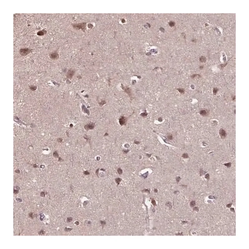 Merck Anti-WDR17 antibody produced in rabbit