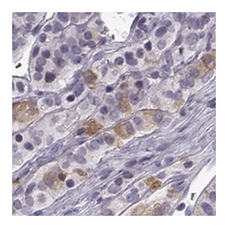 Merck Anti-TRHR antibody produced in rabbit