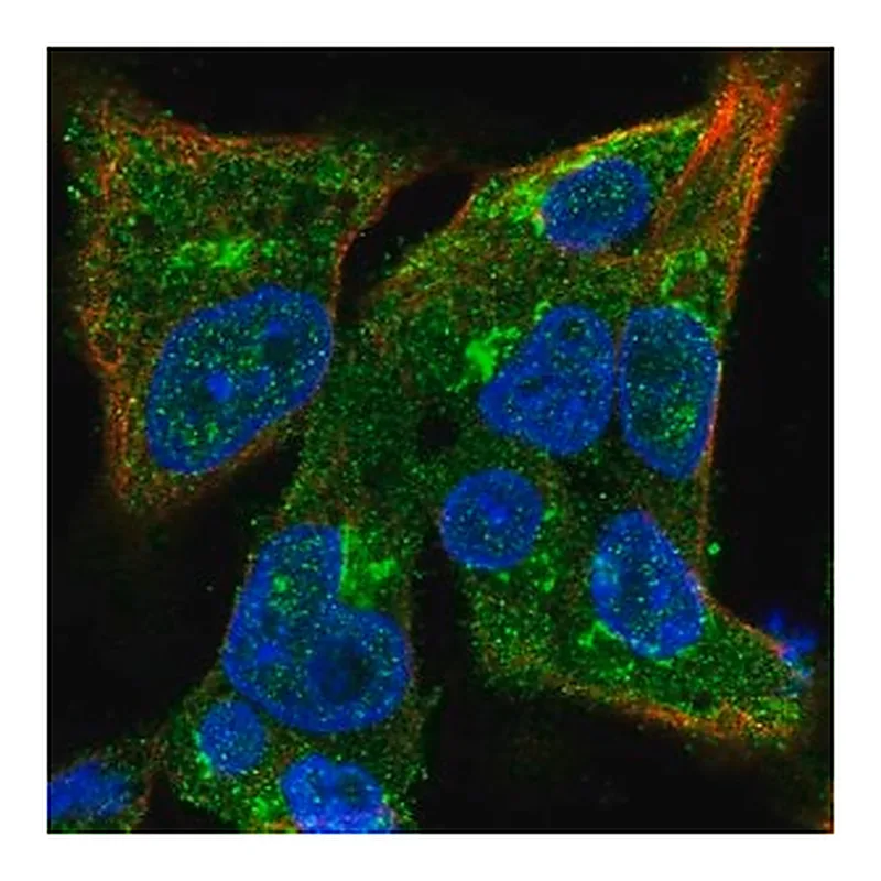 Merck Anti-COG3 antibody produced in rabbit