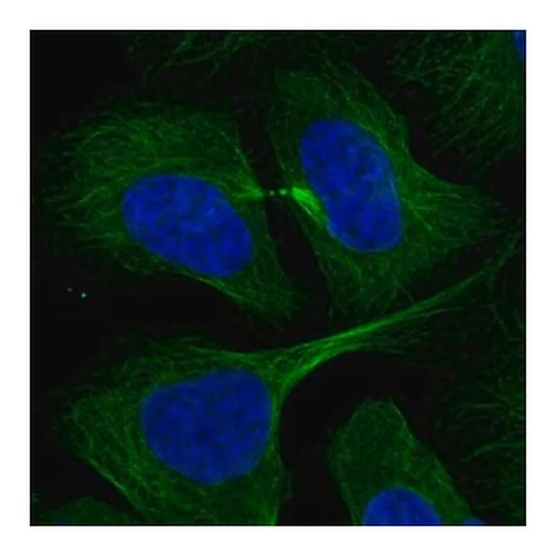 Merck Anti-RABIF antibody produced in rabbit
