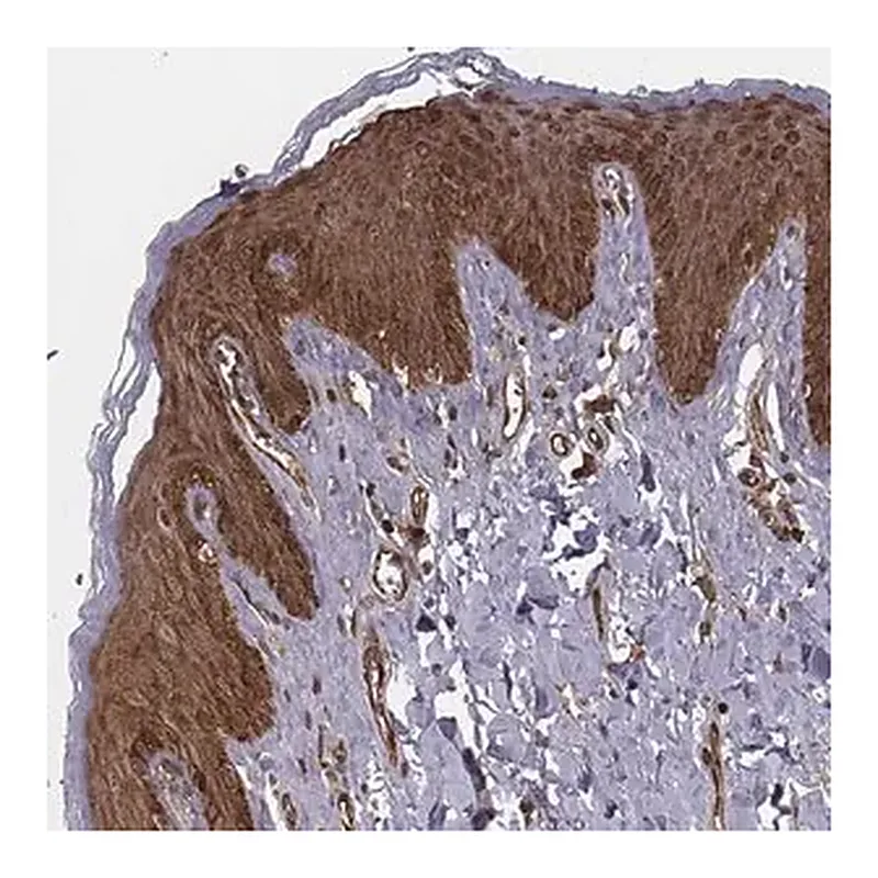 Merck Anti-RPL3 antibody produced in rabbit