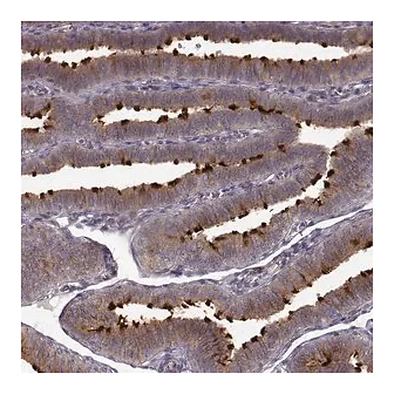 Merck Anti-MTR antibody produced in rabbit