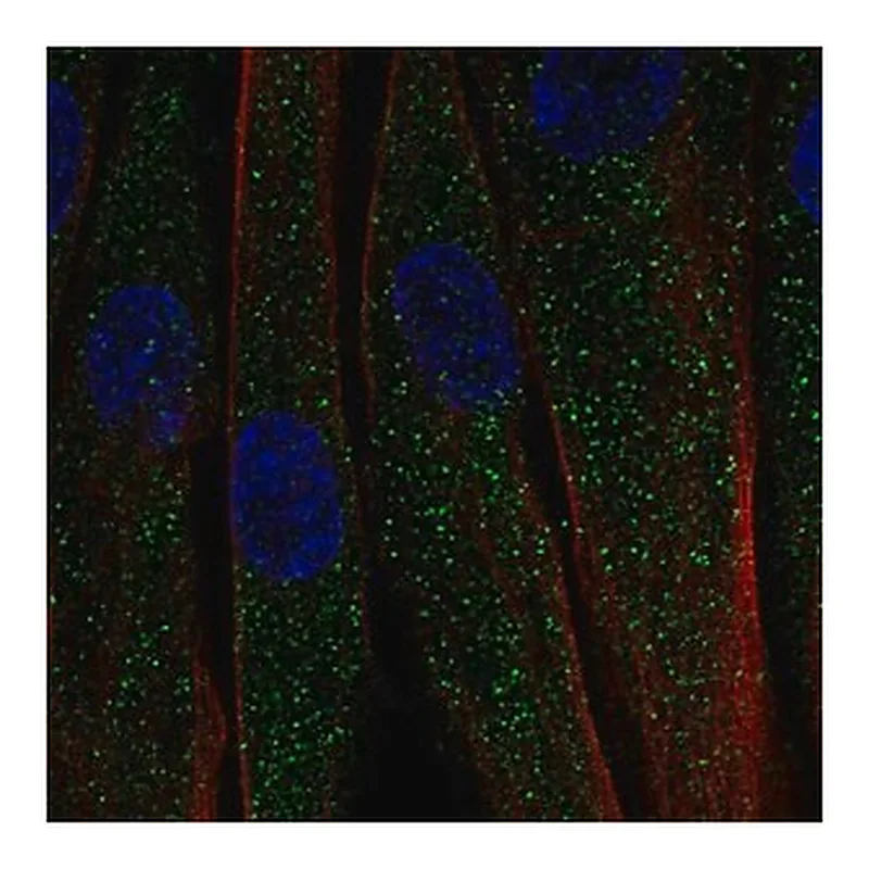 Merck Anti-C1QTNF7 antibody produced in rabbit