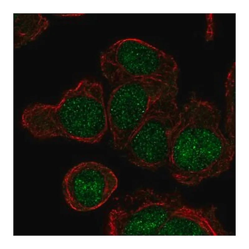Merck Anti-LY6G6E antibody produced in rabbit