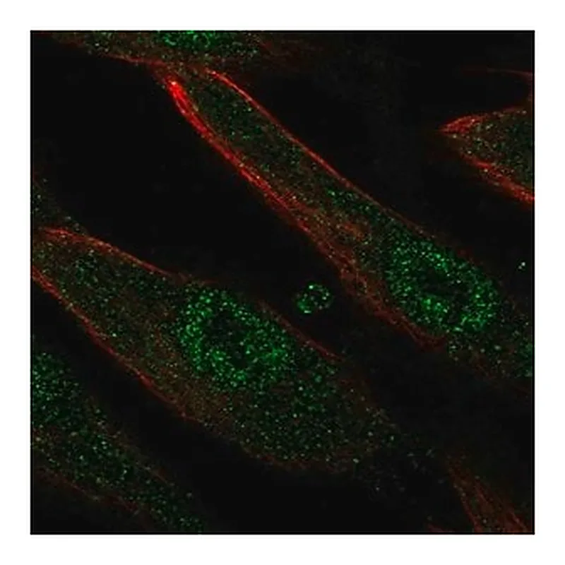 Merck Anti-LRRC32 antibody produced in rabbit