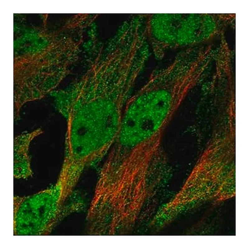 Merck Anti-CHRND antibody produced in rabbit