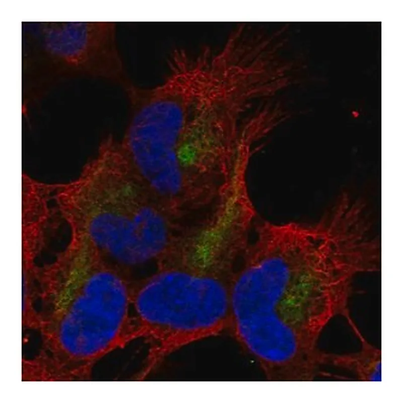 Merck Anti-ZMAT4 antibody produced in rabbit