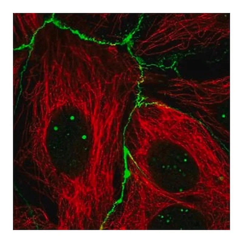 Merck Anti-RGS19 antibody produced in rabbit