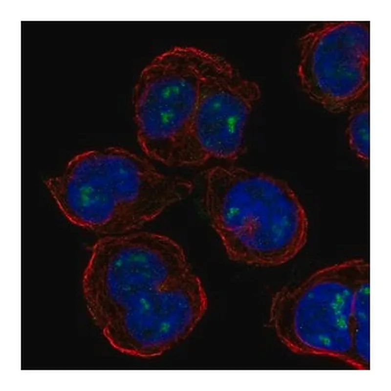 Merck Anti-PLEK antibody produced in rabbit
