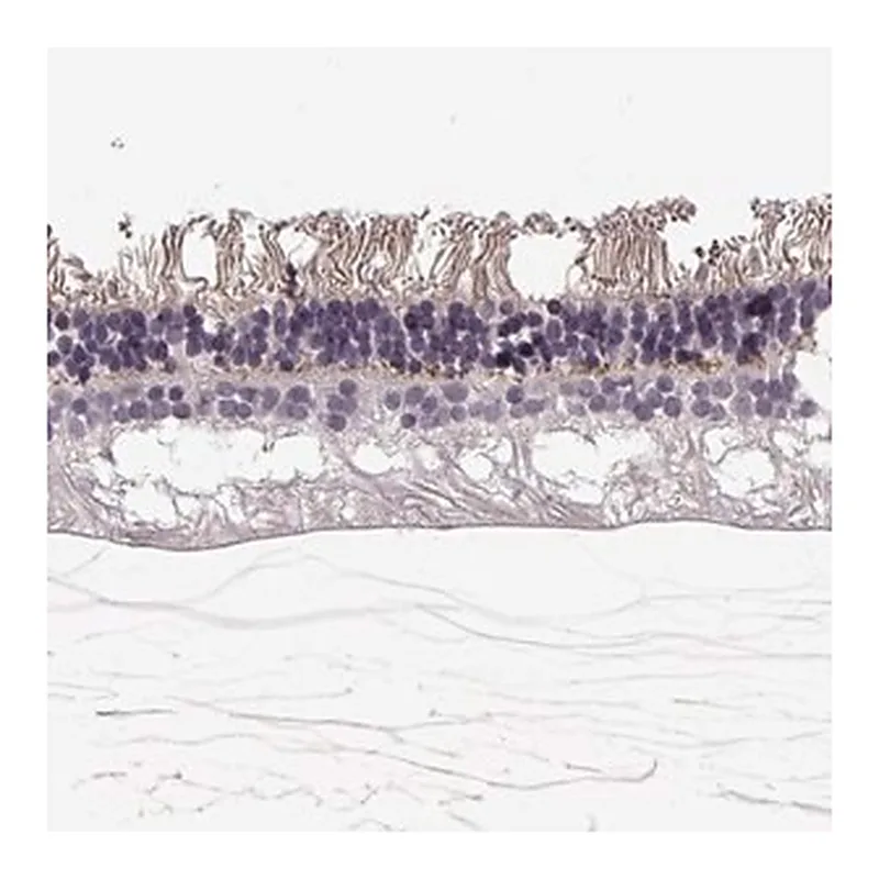 Merck Anti-ANO2 antibody produced in rabbit
