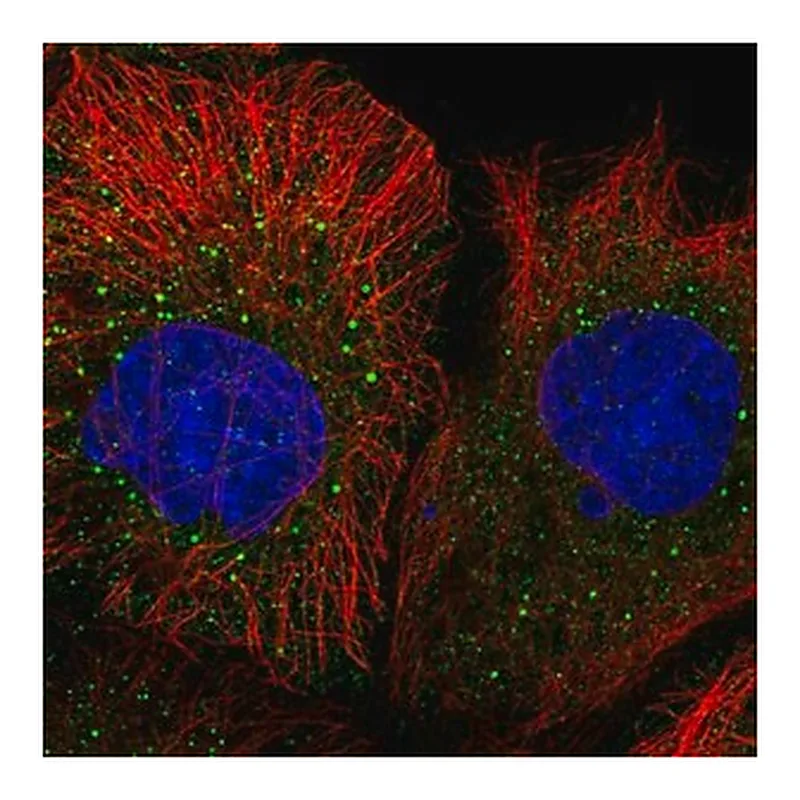 Merck Anti-MRPL50 antibody produced in rabbit