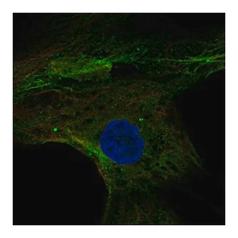 Merck Anti-MPP4 antibody produced in rabbit