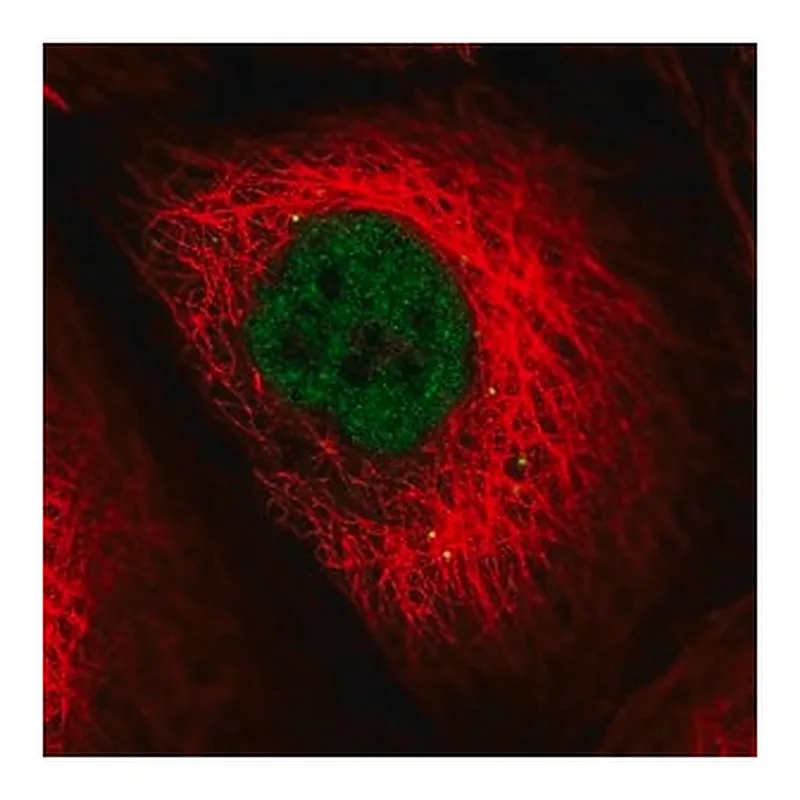 Merck Anti-LIG4 antibody produced in rabbit