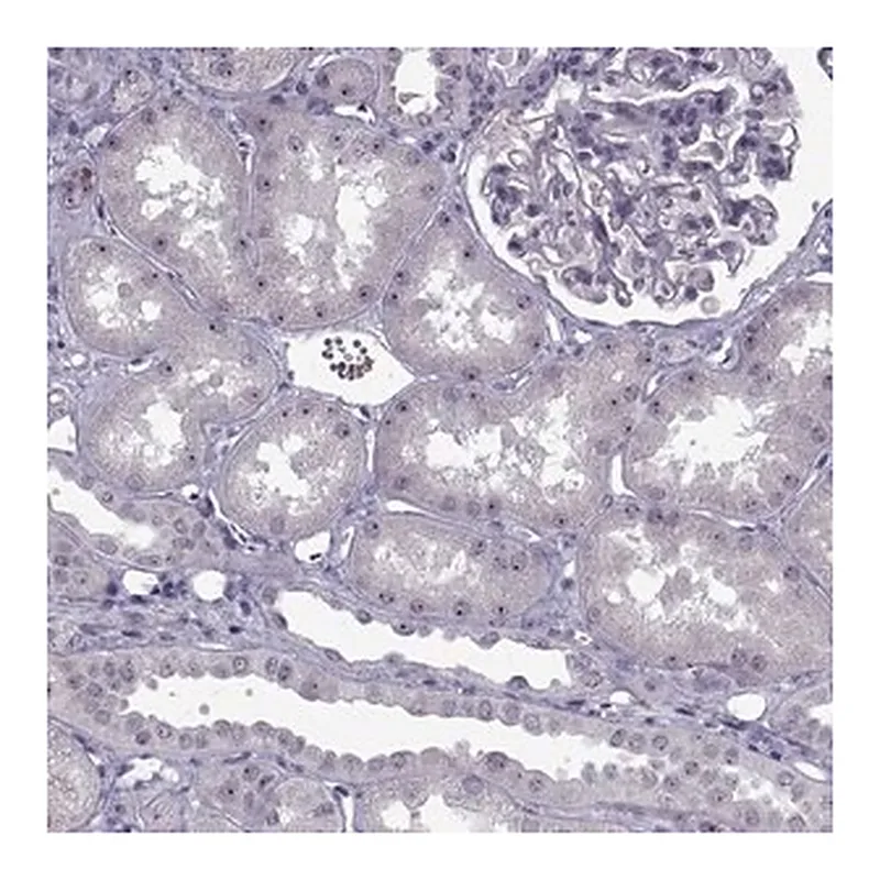 Merck Anti-FAM60A antibody produced in rabbit