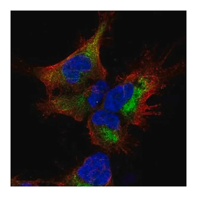 Merck Anti-SESTD1 antibody produced in rabbit