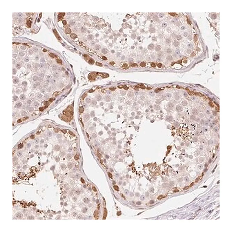 Merck Anti-CDC123 antibody produced in rabbit