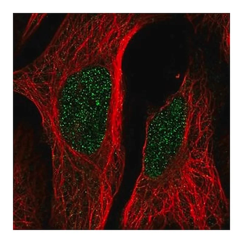 Merck Anti-LCOR antibody produced in rabbit