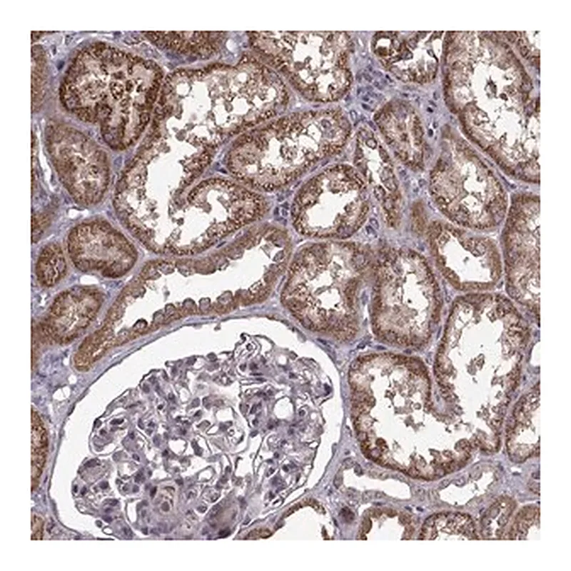 Merck Anti-IMMP1L antibody produced in rabbit